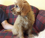 Small Photo #3 Cavapoo Puppy For Sale in COPPERAS COVE, TX, USA