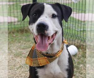 Pointer-Unknown Mix Dogs for adoption in San Antonio, TX, USA