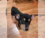 Small #1 Australian Shepherd-Boxer Mix