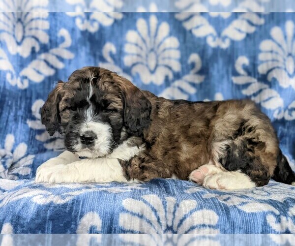 Medium Photo #2 Saint Berdoodle Puppy For Sale in OXFORD, PA, USA