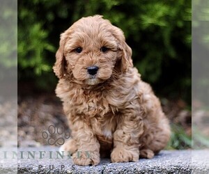 Goldendoodle (Miniature) Puppy for sale in KINZERS, PA, USA