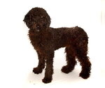 Small #2 Poodle (Standard)