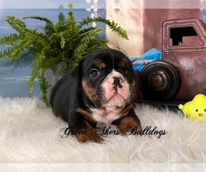 English Bulldog Puppy for sale in OOLOGAH, OK, USA