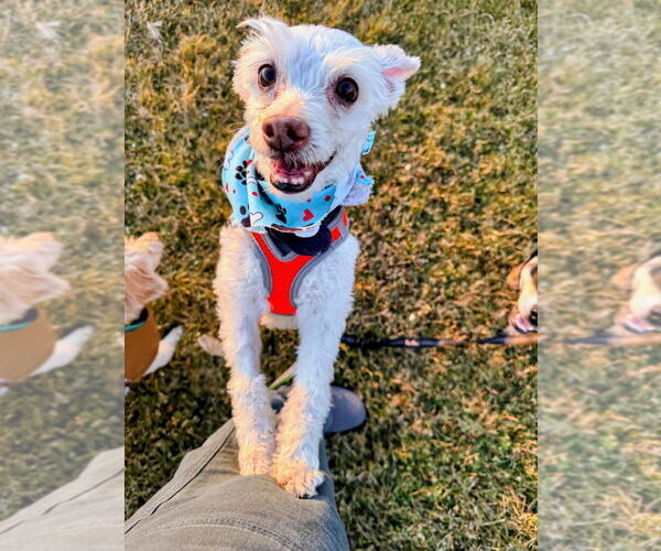 Medium Photo #5 Mutt Puppy For Sale in Salt Lake City, UT, USA