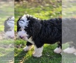 Small Photo #29 Bernedoodle Puppy For Sale in GREENWOOD, IN, USA