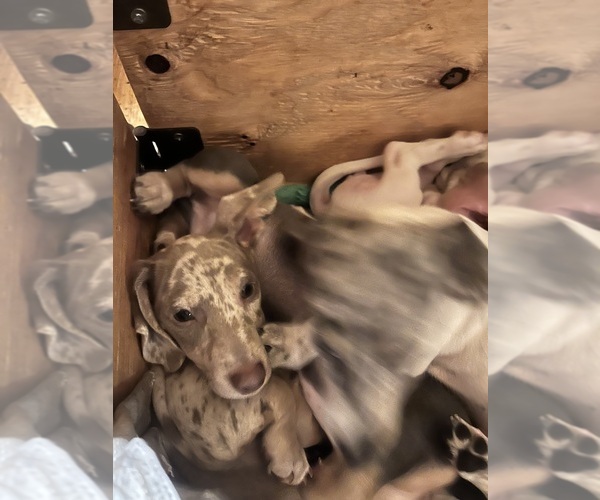 Medium Photo #13 Dachshund Puppy For Sale in LAKEBAY, WA, USA