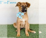 Small German Shepherd Dog Mix