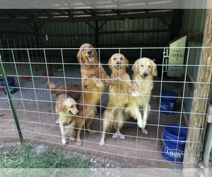 Golden Retriever Puppy for sale in ROCKY COMFORT, MO, USA