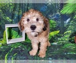 Small Photo #10 Goldendoodle (Miniature) Puppy For Sale in BLACK FOREST, CO, USA