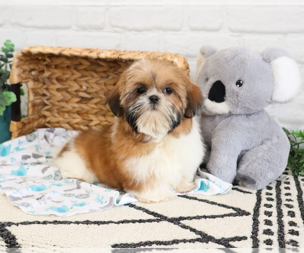 Medium Photo #7 Shih Tzu Puppy For Sale in SYRACUSE, IN, USA