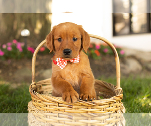 Golden Retriever Puppy for sale in WOLCOTTVILLE, IN, USA