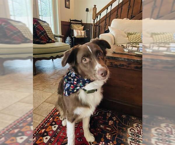 Medium Photo #1 Australian Shepherd-Unknown Mix Puppy For Sale in San Antonio, TX, USA