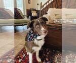 Small Australian Shepherd Mix