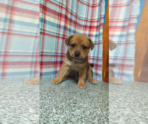Medium Photo #2 Mutt Puppy For Sale in FAIRLAWN, OH, USA