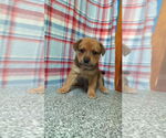 Small #1 Mutt