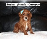 Image preview for Ad Listing. Nickname: Sasha