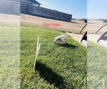 Small Photo #46 Dalmatian Puppy For Sale in AMARILLO, TX, USA