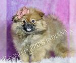 Small Photo #66 Pomeranian Puppy For Sale in WARSAW, IN, USA