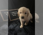 Small Photo #6 Golden Retriever Puppy For Sale in WINTER PARK, FL, USA