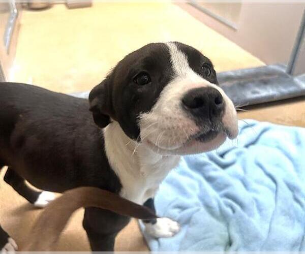 Medium Photo #1 Mutt Puppy For Sale in Martinez, CA, USA