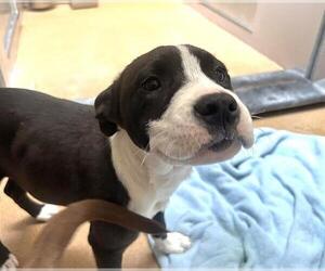 Mutt Dogs for adoption in Martinez, CA, USA