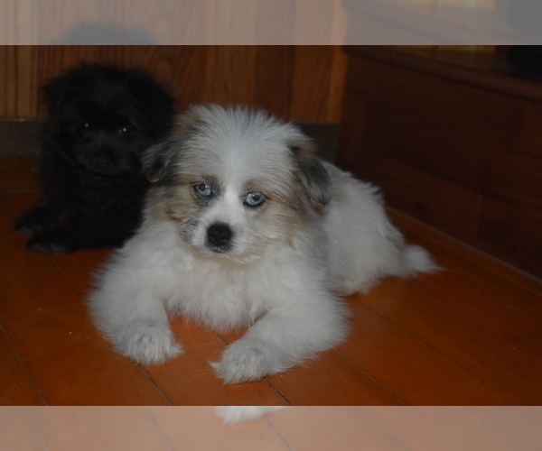 Medium Photo #15 Pom-Shi Puppy For Sale in DINWIDDIE, VA, USA