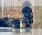 Small Photo #7 German Shepherd Dog Puppy For Sale in ELLENSBURG, WA, USA