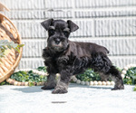 Small Photo #23 Schnauzer (Miniature) Puppy For Sale in BALTIC, OH, USA