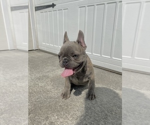 French Bulldog Puppy for sale in SEATTLE, WA, USA