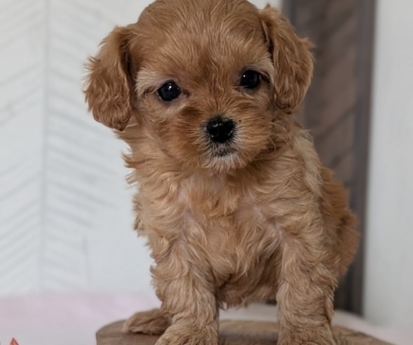 Medium Photo #59 Cavapoo (Miniature) Puppy For Sale in GOSHEN, IN, USA