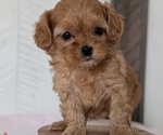 Small Photo #59 Cavapoo (Miniature) Puppy For Sale in GOSHEN, IN, USA