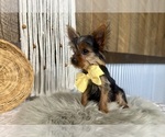 Trey - Male Yorkshire Terrier Puppy for Sale - Photo #5