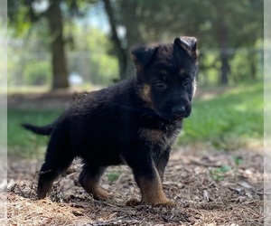 German Shepherd Dog Puppy for sale in DE PERE, WI, USA