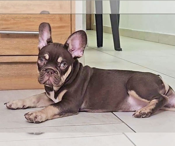 Medium Photo #3 French Bulldog Puppy For Sale in CHARLESTON, SC, USA