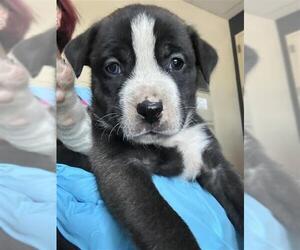 Mutt Dogs for adoption in San Antonio, TX, USA