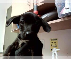 Mutt Dogs for adoption in Martinez, CA, USA