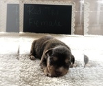 Small Photo #4 Miniature Australian Shepherd Puppy For Sale in VACAVILLE, CA, USA