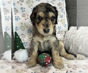 F2 Aussiedoodle Puppy for sale in CANDLER, NC, USA