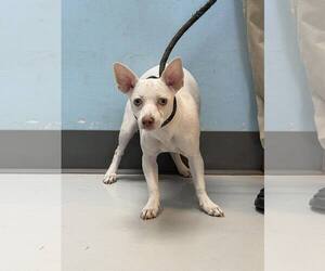 Chihuahua Dogs for adoption in Pryor, OK, USA