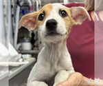 Small #1 Mutt