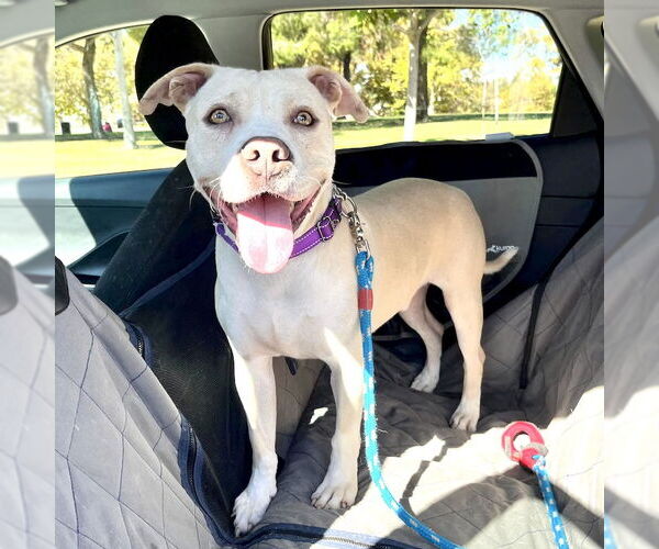 Medium Photo #6 American Staffordshire Terrier-Unknown Mix Puppy For Sale in San Juan Capistrano, CA, USA