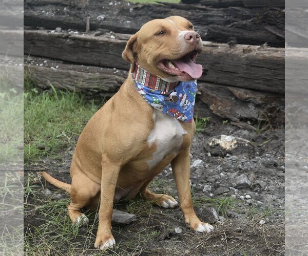 Medium Photo #7 American Staffordshire Terrier-Unknown Mix Puppy For Sale in Sanford, FL, USA