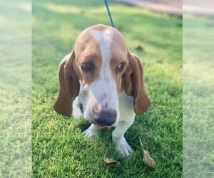 Medium Basset Hound
