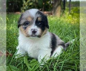 Shorgi Puppy for sale in FAIRBANK, IA, USA
