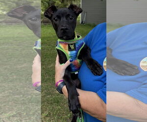 Medium American Pit Bull Terrier-Labrador Retriever Mix