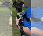 Small American Pit Bull Terrier-Labrador Retriever Mix