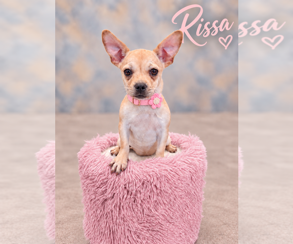 Medium Photo #1 French Bulldog-Unknown Mix Puppy For Sale in PIPE CREEK, TX, USA