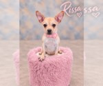 Small French Bulldog Mix