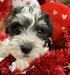 Small Photo #7 Schnauzer (Miniature) Puppy For Sale in BURNET, TX, USA