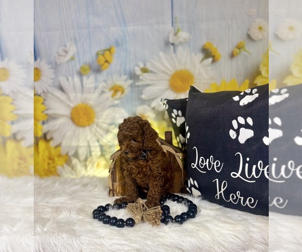 Medium Photo #6 Poodle (Toy) Puppy For Sale in RIPLEY, MS, USA